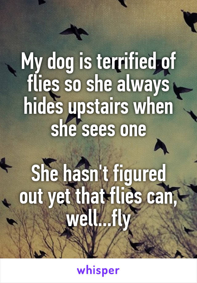 My dog is terrified of flies so she always hides upstairs when she sees one

She hasn't figured out yet that flies can, well...fly