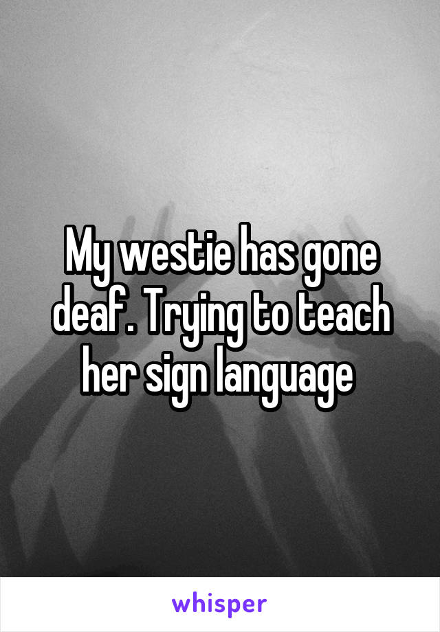 My westie has gone deaf. Trying to teach her sign language 