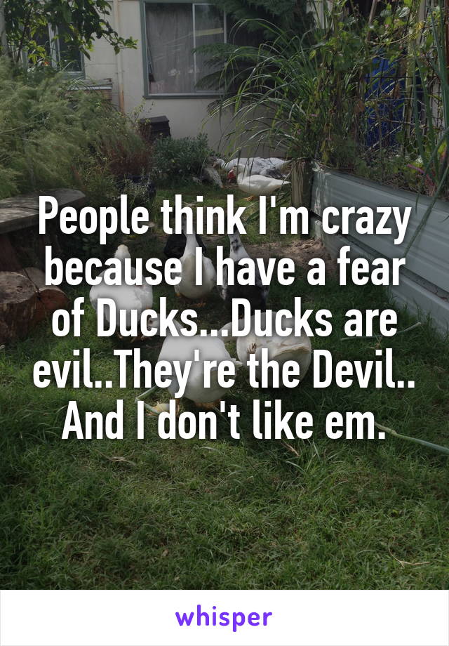People think I'm crazy because I have a fear of Ducks...Ducks are evil..They're the Devil..
And I don't like em.