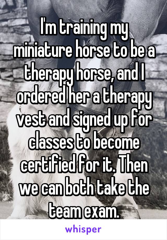 I'm training my miniature horse to be a therapy horse, and I ordered her a therapy vest and signed up for classes to become certified for it. Then we can both take the team exam.
