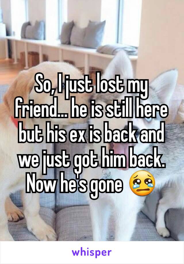 So, I just lost my friend... he is still here but his ex is back and we just got him back. Now he's gone 😢