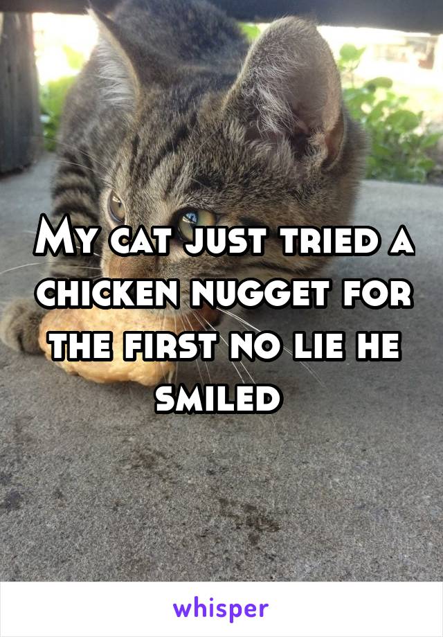 My cat just tried a chicken nugget for the first no lie he smiled 