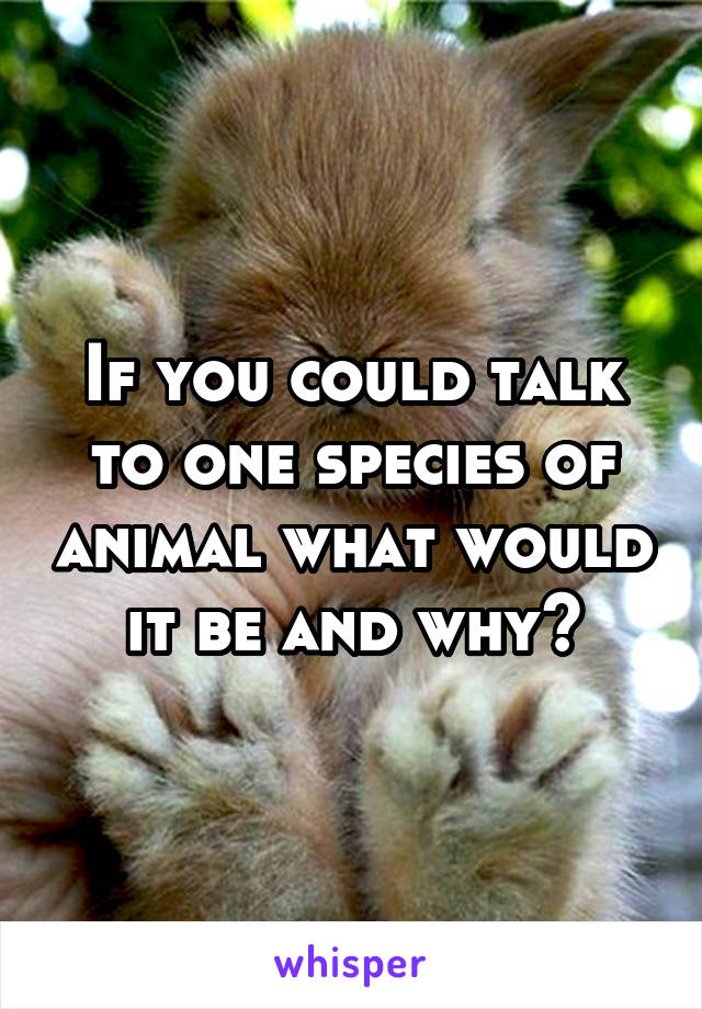 If you could talk to one species of animal what would it be and why?