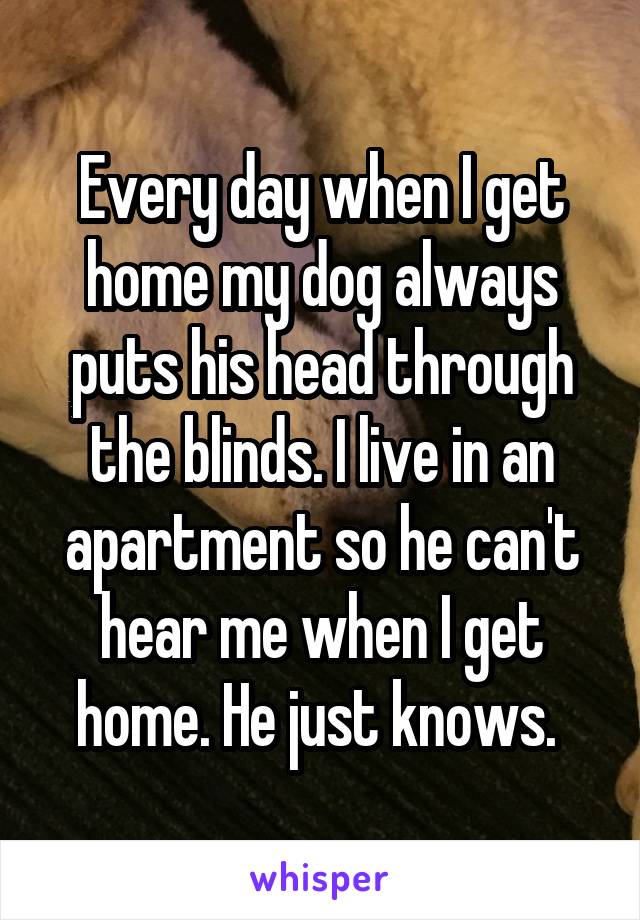 Every day when I get home my dog always puts his head through the blinds. I live in an apartment so he can't hear me when I get home. He just knows. 