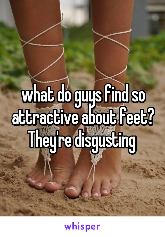 what do guys find so attractive about feet? They're disgusting 