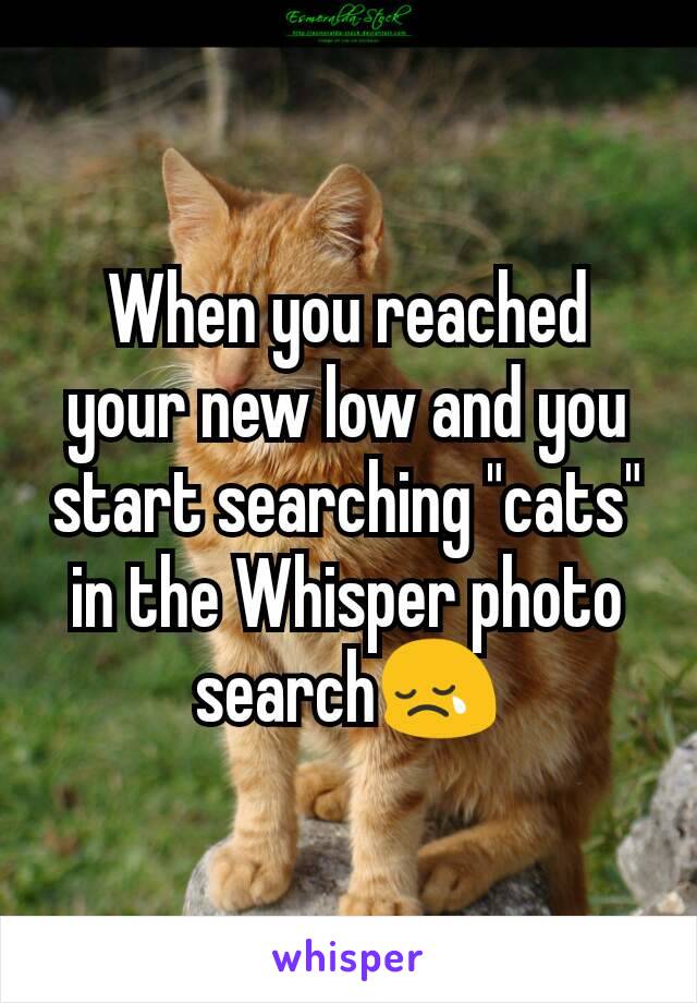 When you reached your new low and you start searching "cats" in the Whisper photo search😢