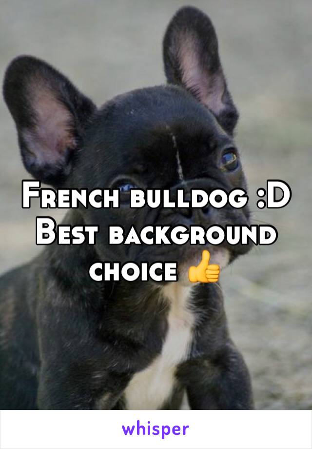 French bulldog :D
Best background choice 👍