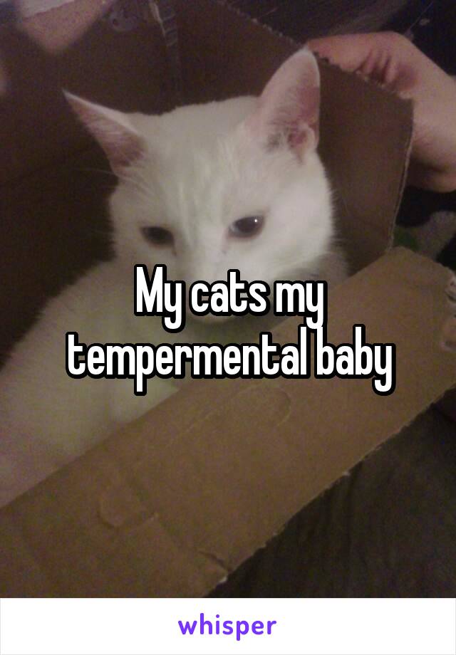 My cats my tempermental baby