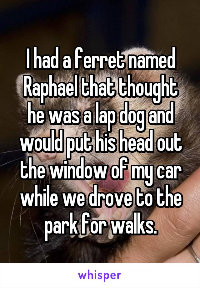 I had a ferret named Raphael that thought he was a lap dog and would put his head out the window of my car while we drove to the park for walks.