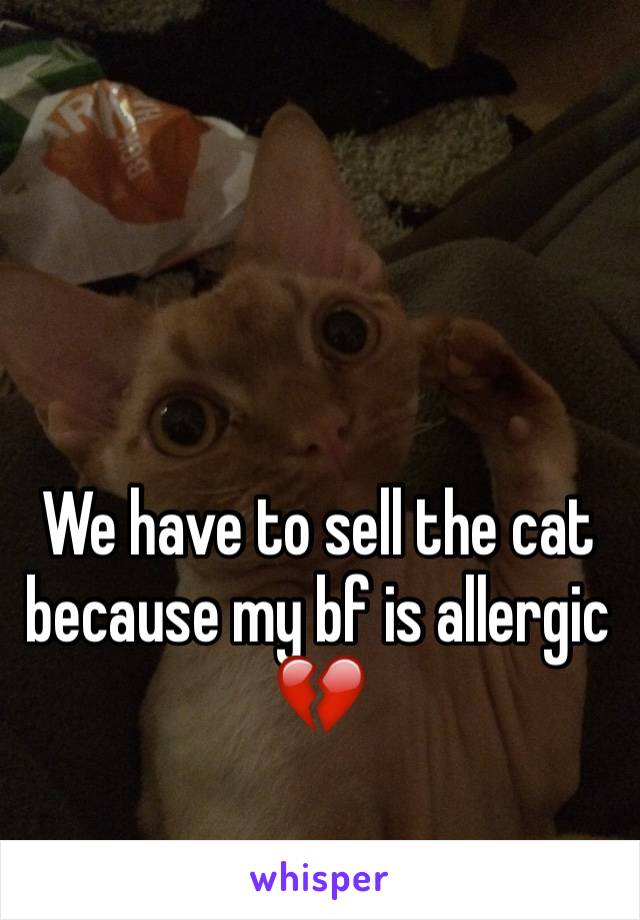 We have to sell the cat because my bf is allergic 💔