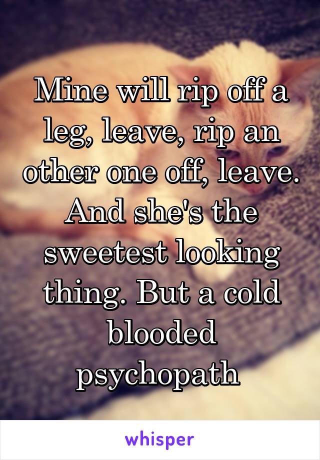 Mine will rip off a leg, leave, rip an other one off, leave. And she's the sweetest looking thing. But a cold blooded psychopath 