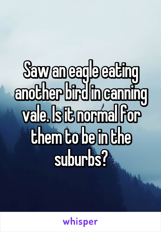 Saw an eagle eating another bird in canning vale. Is it normal for them to be in the suburbs?