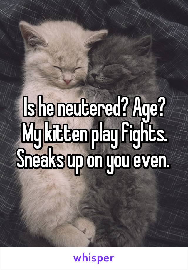 Is he neutered? Age? My kitten play fights. Sneaks up on you even. 