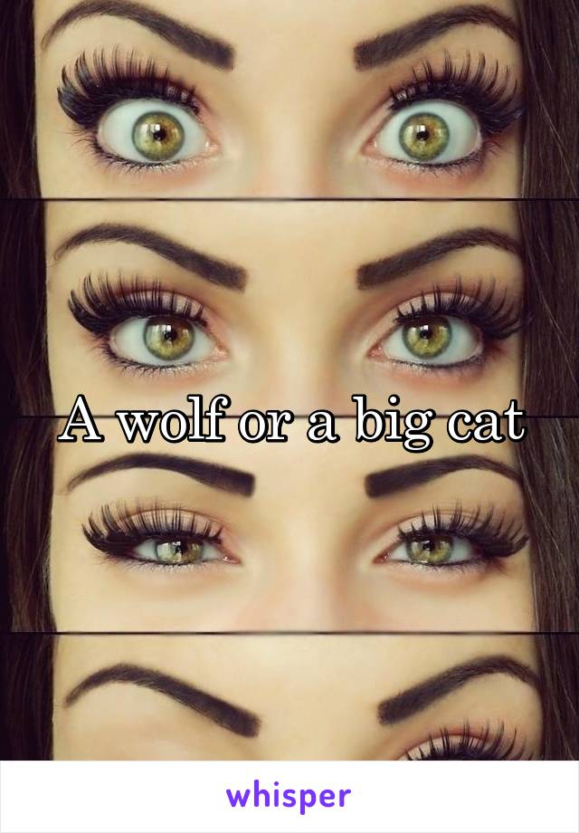 A wolf or a big cat