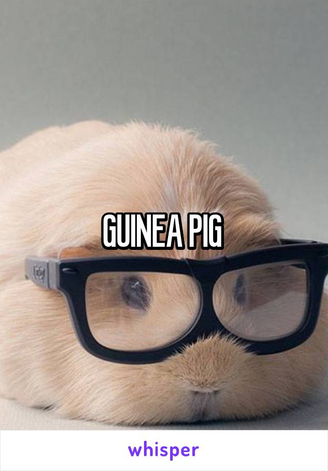 GUINEA PIG 