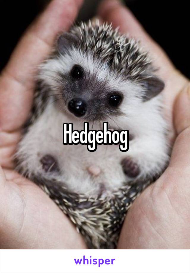 Hedgehog