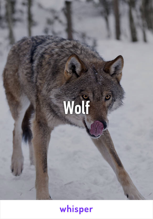 Wolf