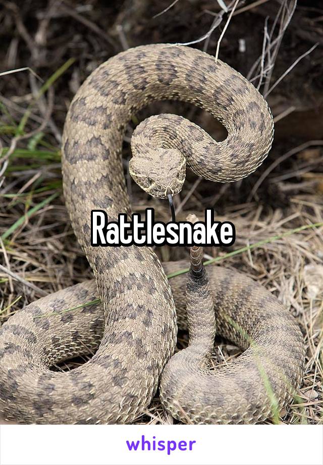 Rattlesnake