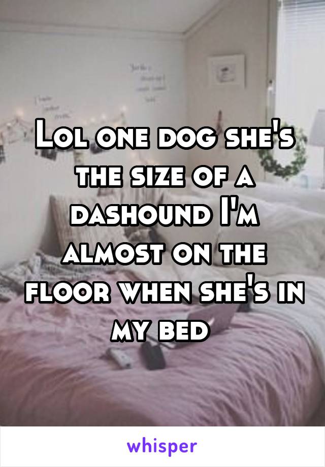 Lol one dog she's the size of a dashound I'm almost on the floor when she's in my bed 