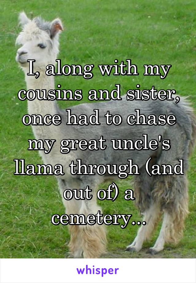 I, along with my cousins and sister, once had to chase my great uncle's llama through (and out of) a cemetery...