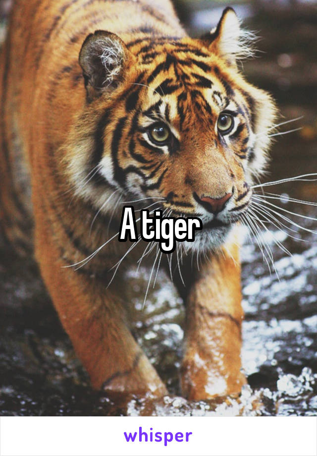 A tiger