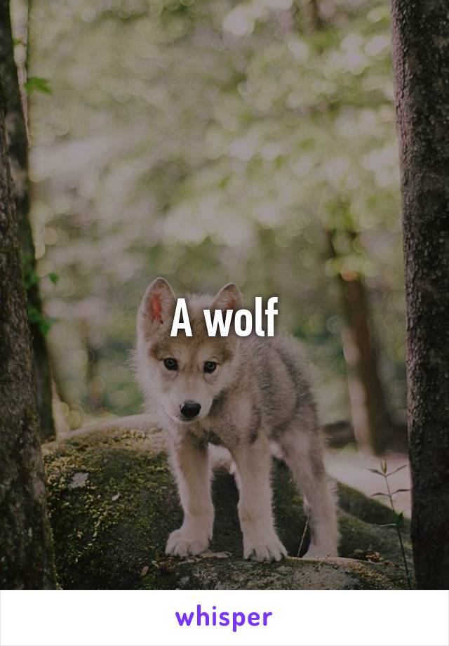 A wolf