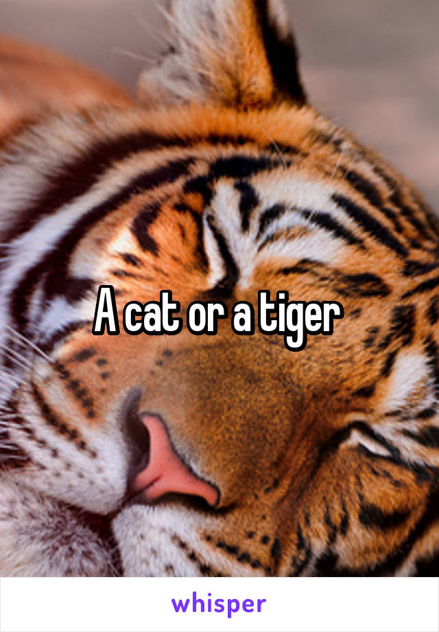 A cat or a tiger 