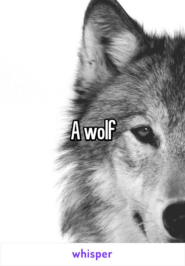 A wolf