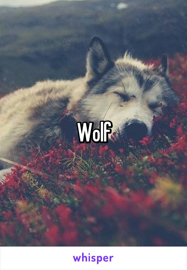 Wolf