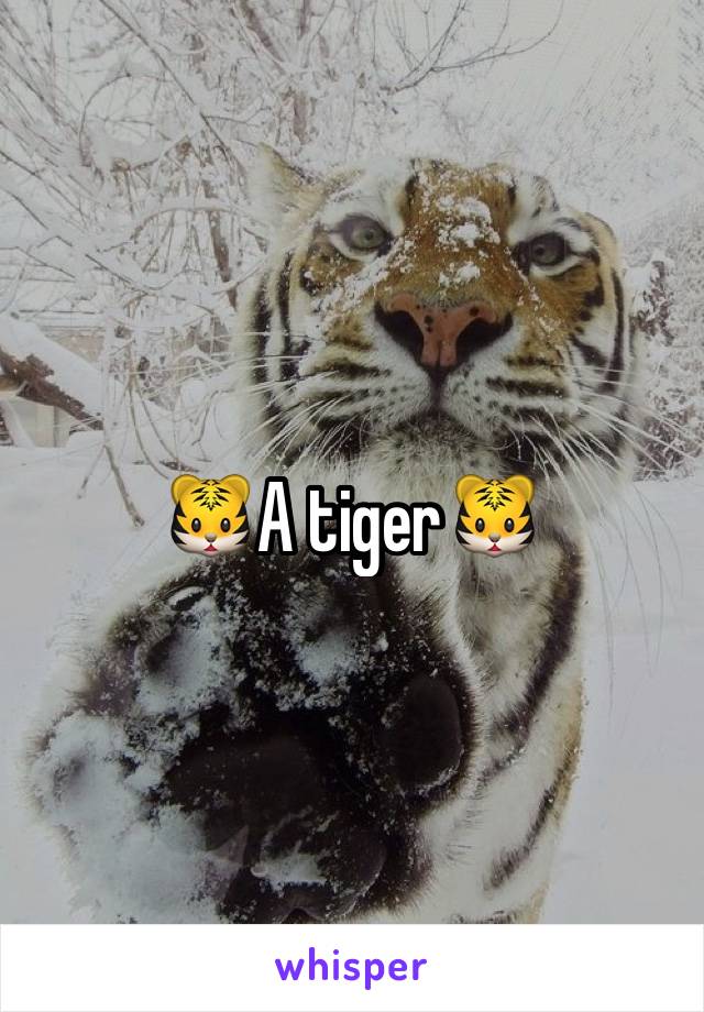 🐯A tiger🐯