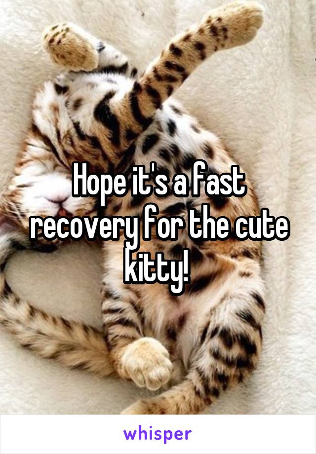 Hope it's a fast recovery for the cute kitty! 