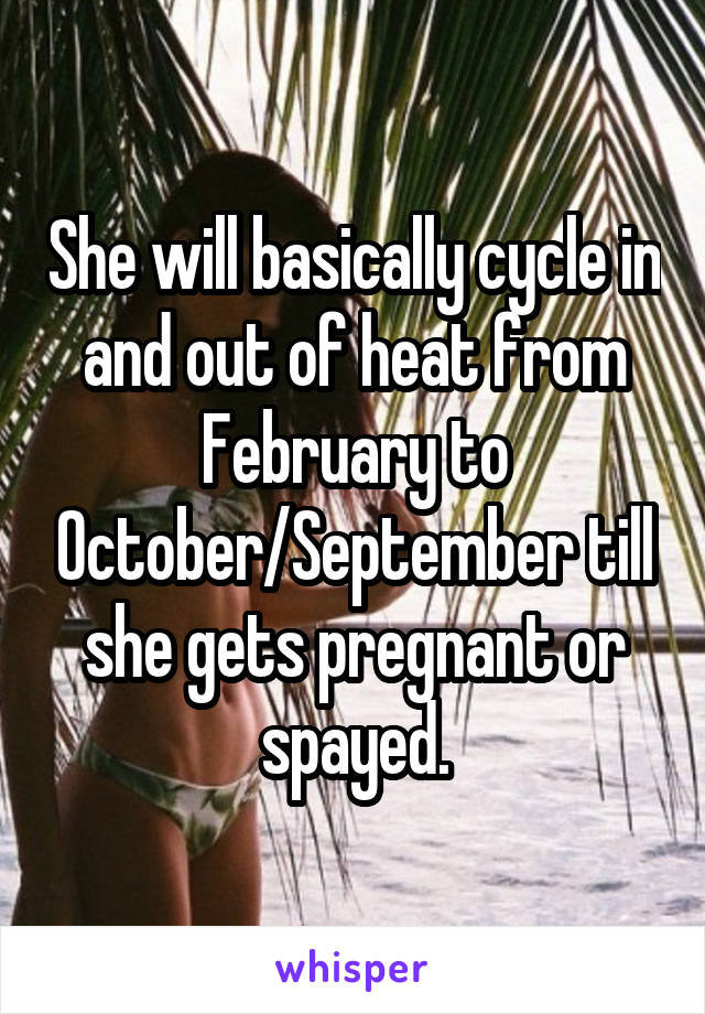 She will basically cycle in and out of heat from February to October/September till she gets pregnant or spayed.