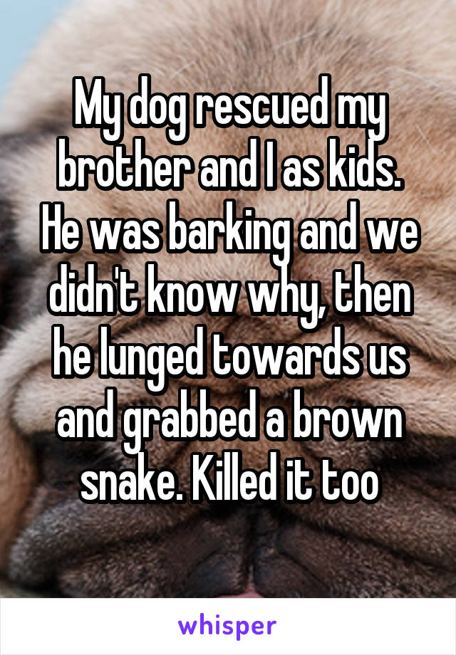 My dog rescued my brother and I as kids.
He was barking and we didn't know why, then he lunged towards us and grabbed a brown snake. Killed it too
