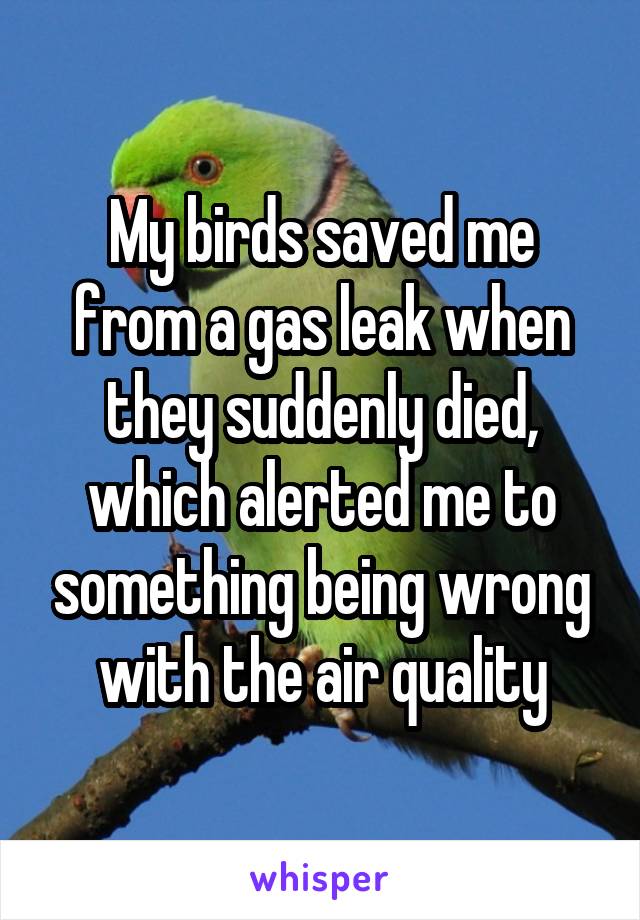 My birds saved me from a gas leak when they suddenly died, which alerted me to something being wrong with the air quality