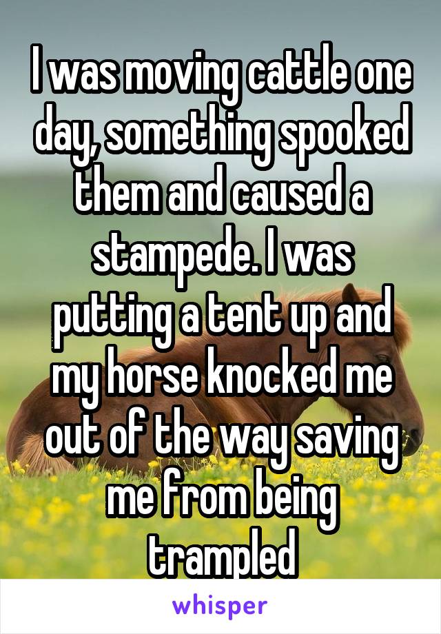 I was moving cattle one day, something spooked them and caused a stampede. I was putting a tent up and my horse knocked me out of the way saving me from being trampled
