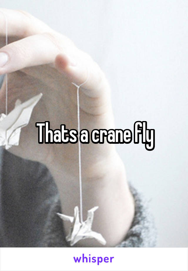 Thats a crane fly