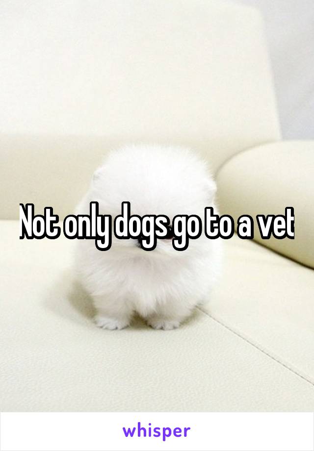 Not only dogs go to a vet