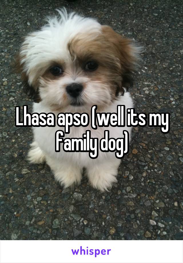 Lhasa apso (well its my family dog)