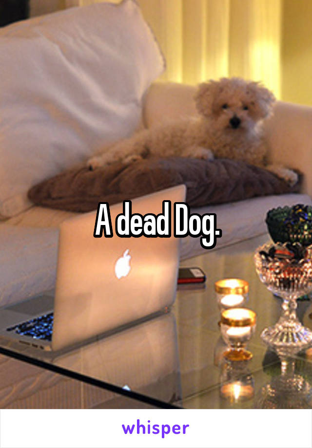 A dead Dog.
