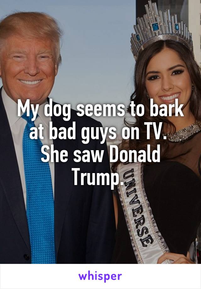 My dog seems to bark at bad guys on TV. 
She saw Donald Trump. 