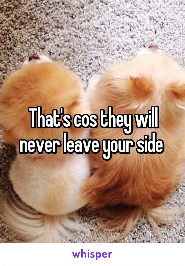 That's cos they will never leave your side 