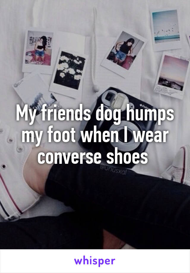 My friends dog humps my foot when I wear converse shoes 