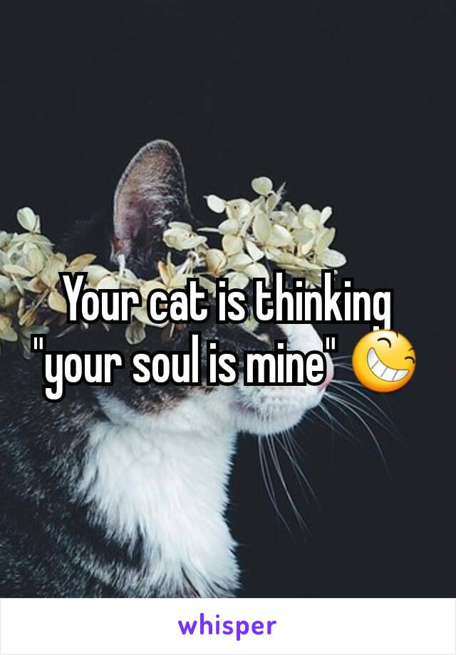 Your cat is thinking "your soul is mine" 😆