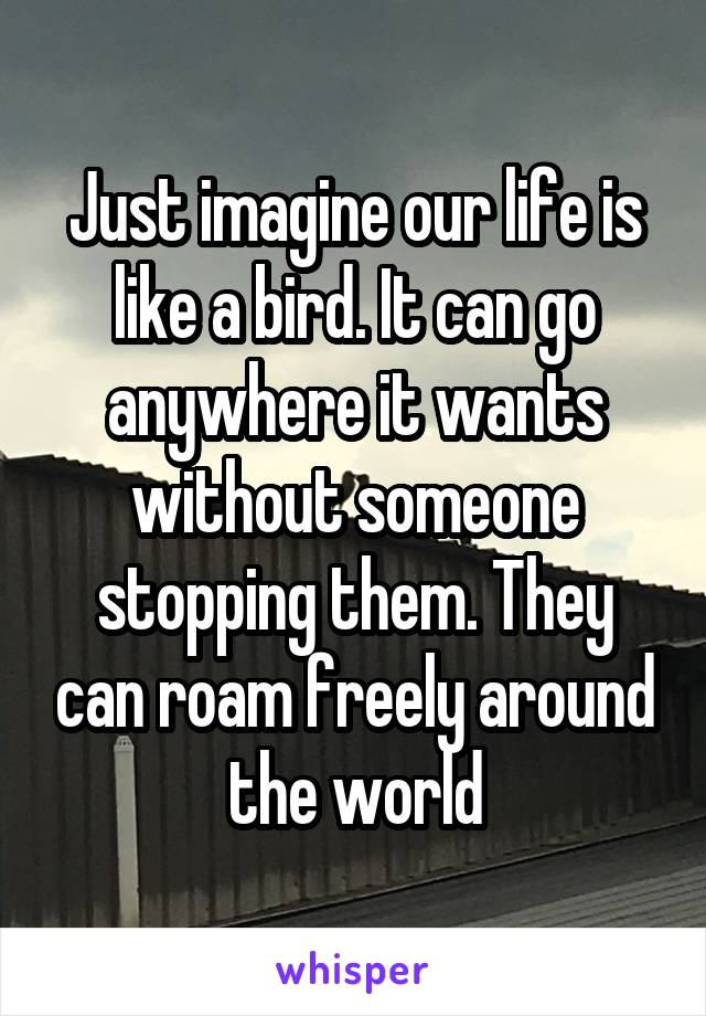 Just imagine our life is like a bird. It can go anywhere it wants without someone stopping them. They can roam freely around the world