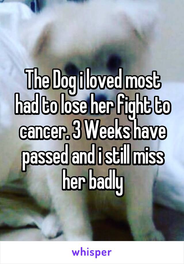 The Dog i loved most had to lose her fight to cancer. 3 Weeks have passed and i still miss her badly