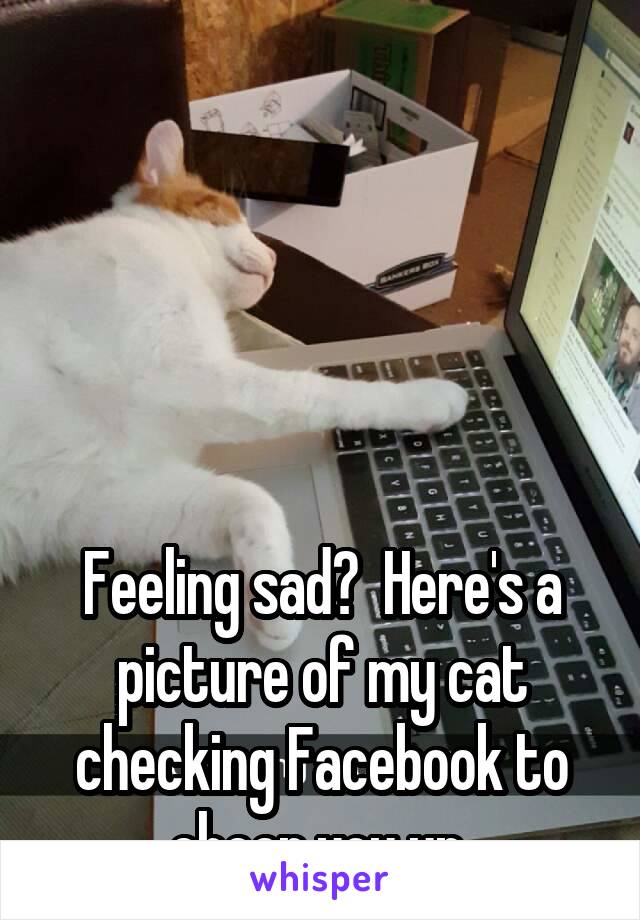 





Feeling sad?  Here's a picture of my cat checking Facebook to cheer you up 