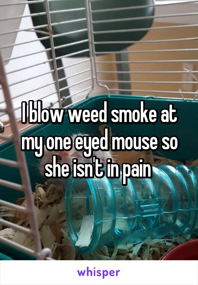 I blow weed smoke at my one eyed mouse so she isn't in pain 