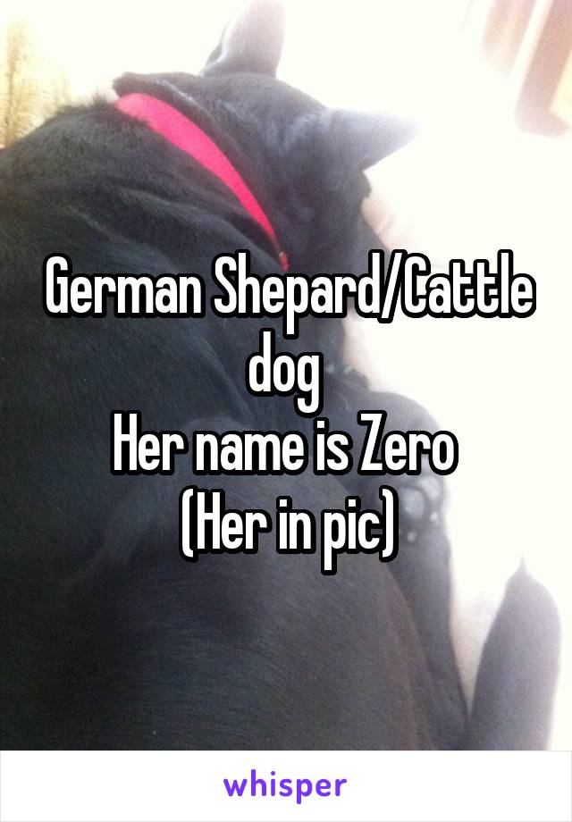 German Shepard/Cattle dog 
Her name is Zero 
(Her in pic)