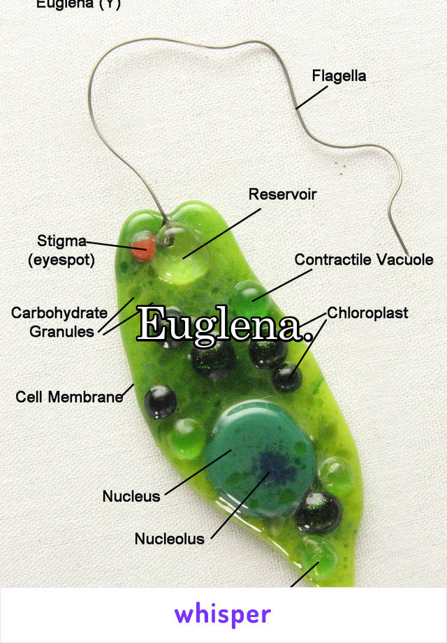 Euglena.