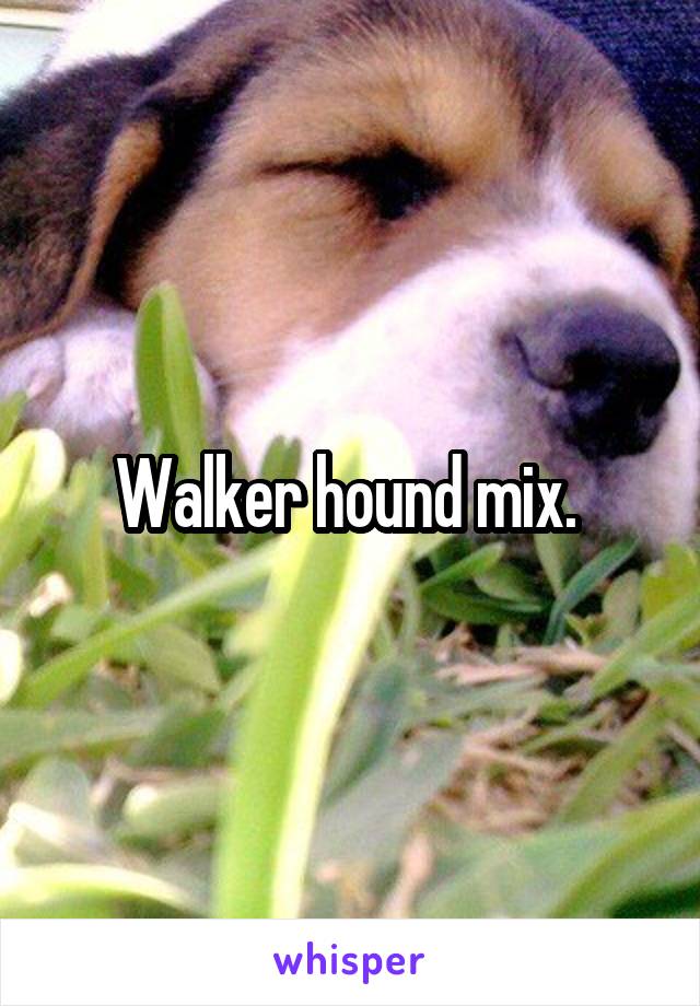 Walker hound mix. 